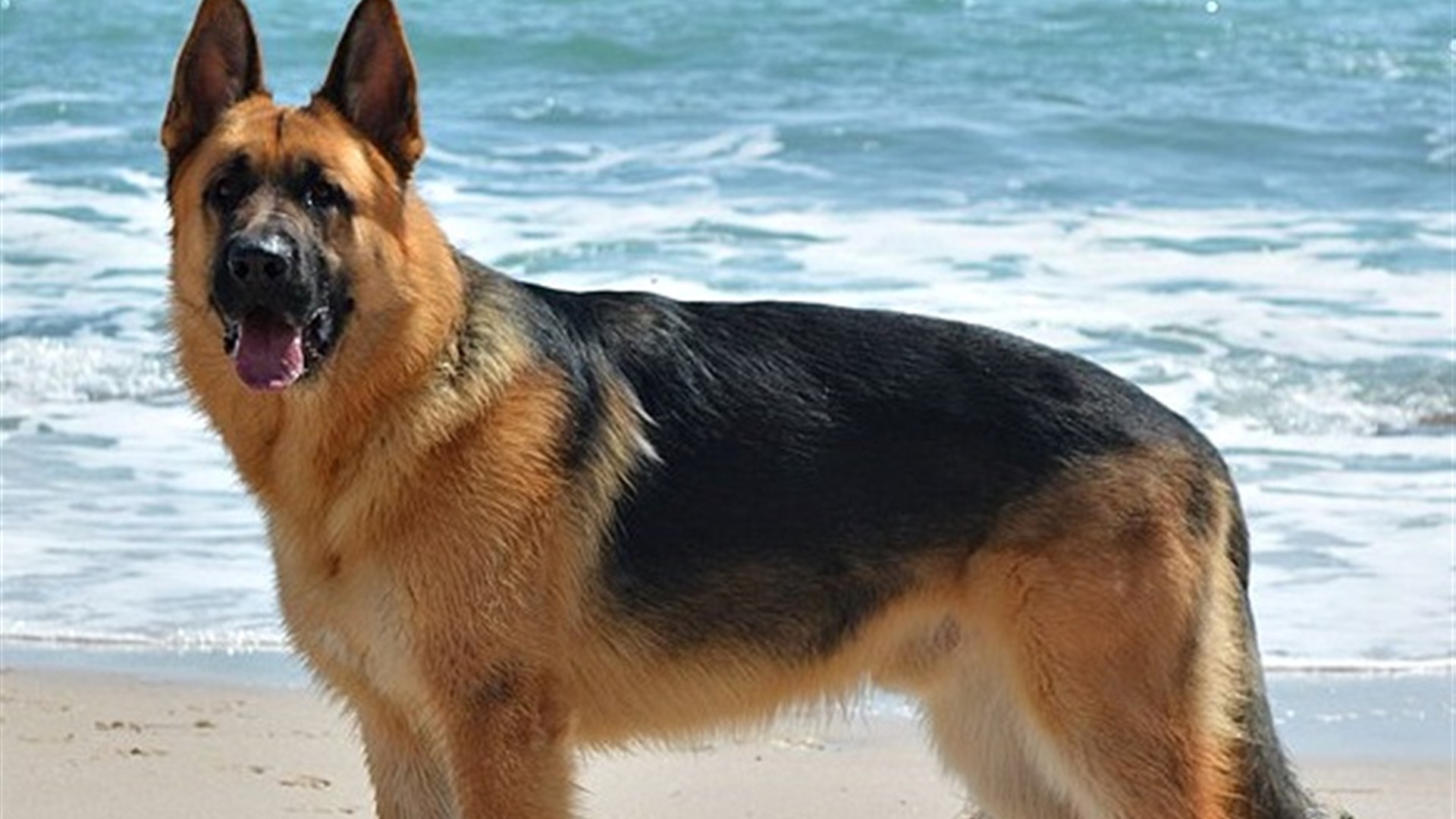 German Shepherd Dogs: 11 Facts
