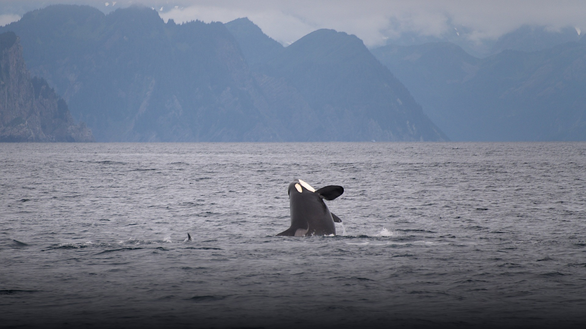 Wild killer whale (Orcinus orca) breaching powerfully above the ocean surface.
