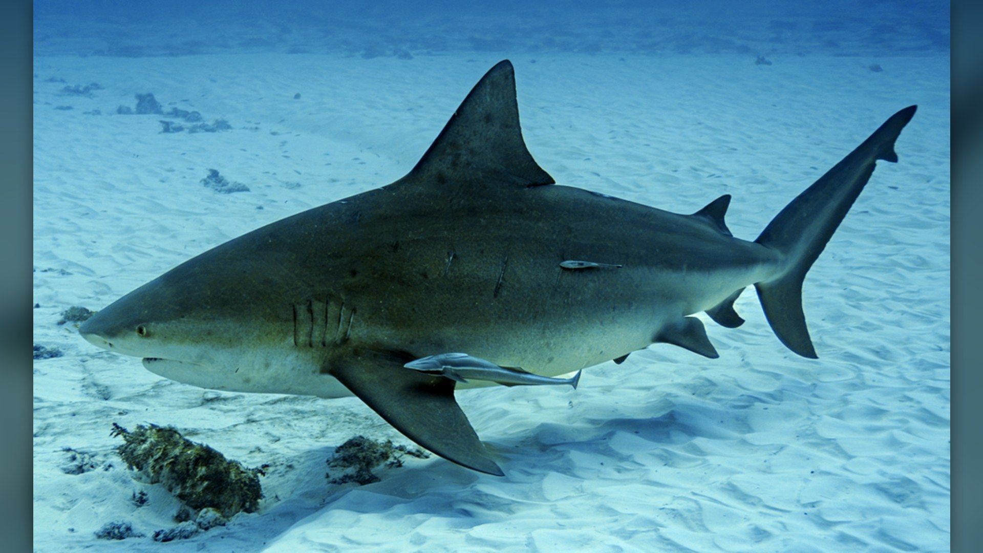 7. Bull Shark