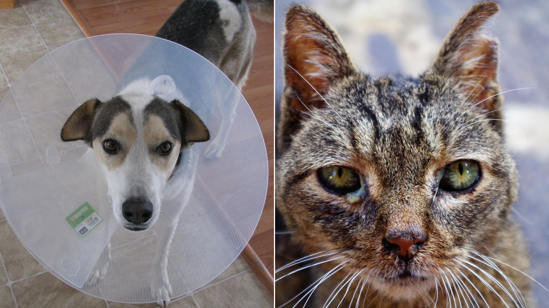 When your beloved companion faces a heartbreaking illness, here are 15 compassionate ways to ease pain, adapt your home, and cherish every single moment.