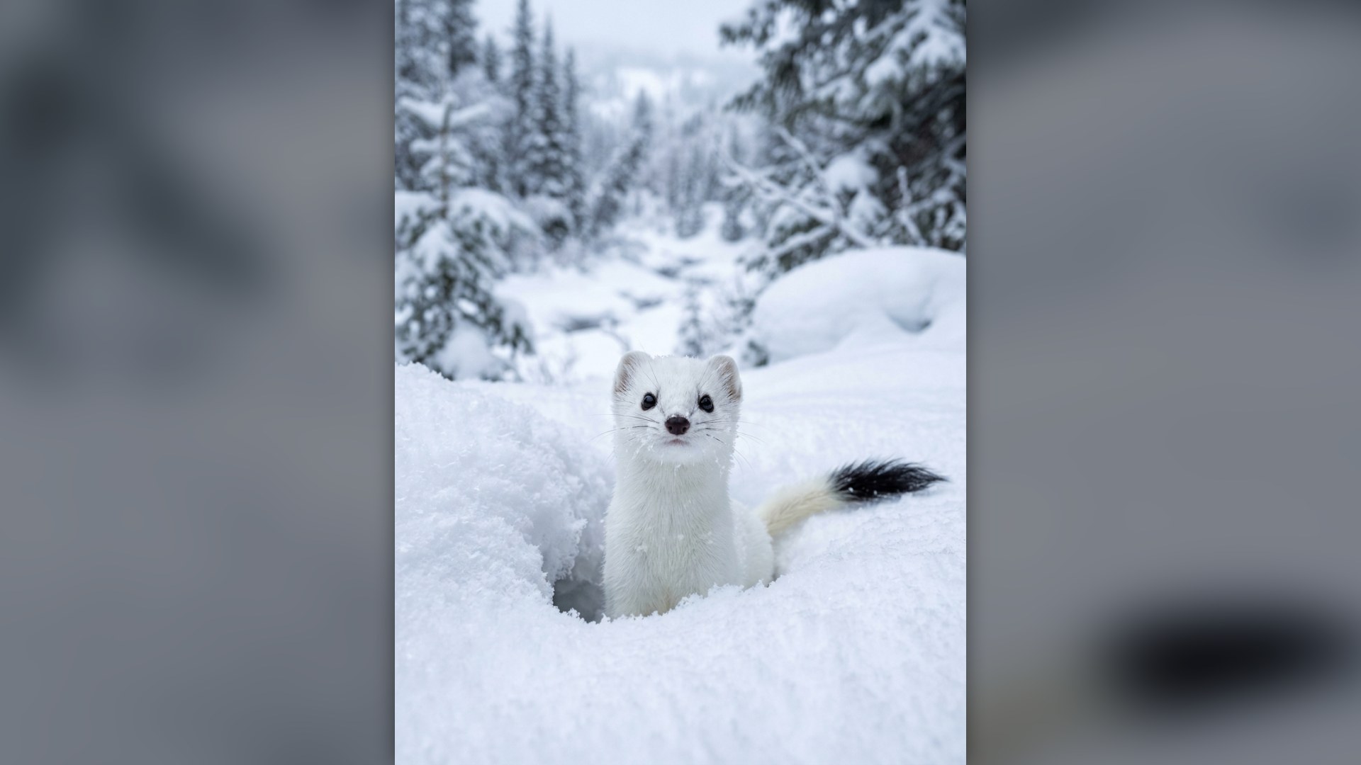 6. Long Tailed Weasel
