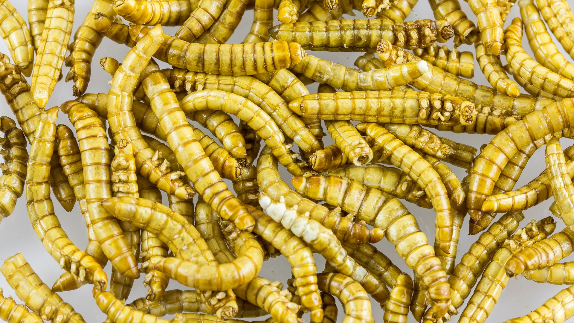 Close-up of whole roasted edible mealworm larvae prepared as food