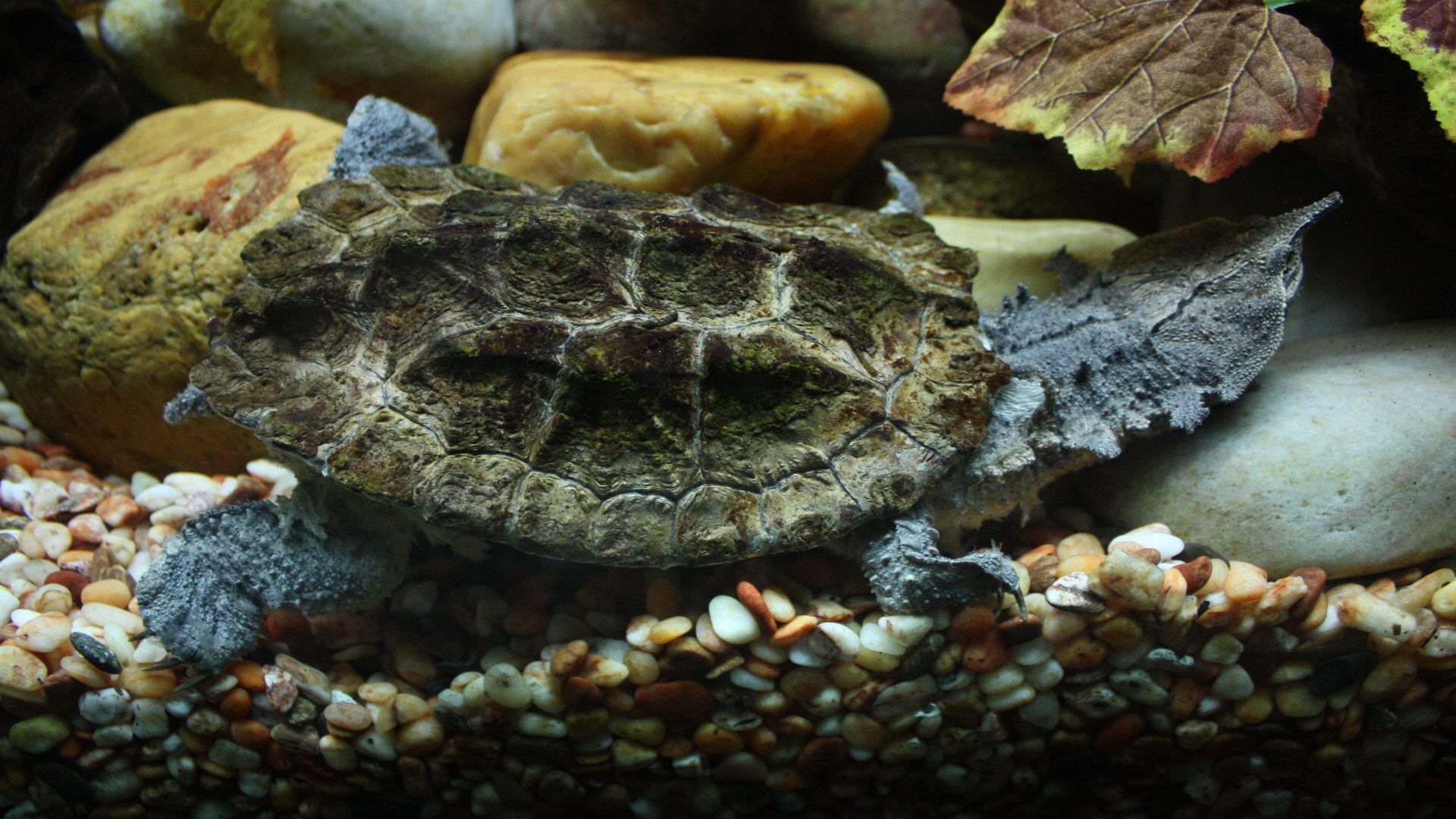 8. Mata Mata Turtle