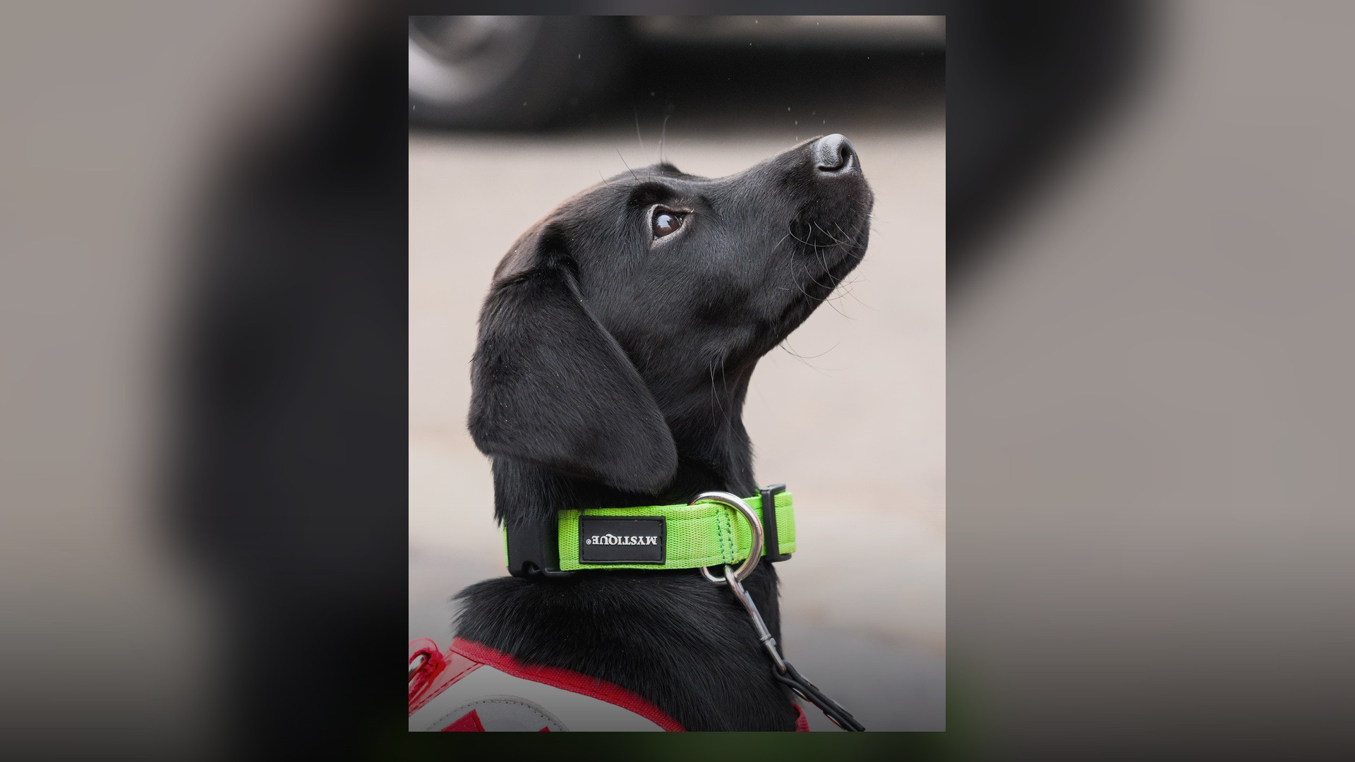 An Austrian Red Cross working search and rescue Labrador Retriever in active field service.