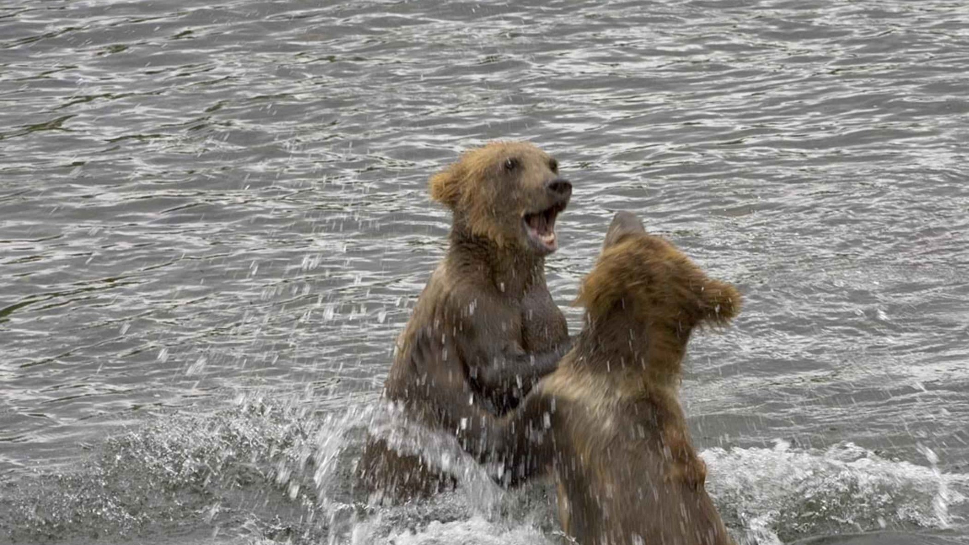 Two grizzly brown bear cubs playing in natural habitat