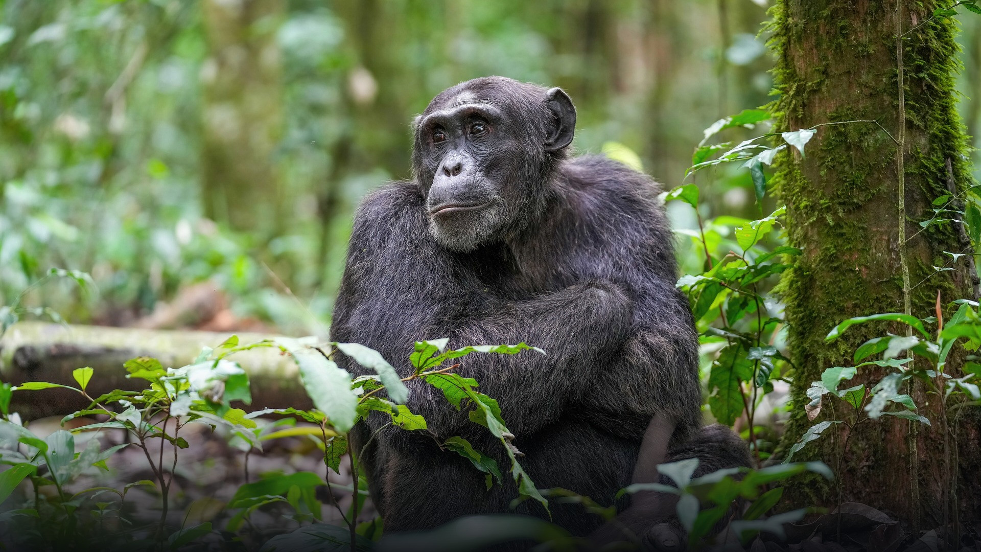 Alpha male wild chimpanzee sitting alert in Kibale Forest National Park, Uganda.