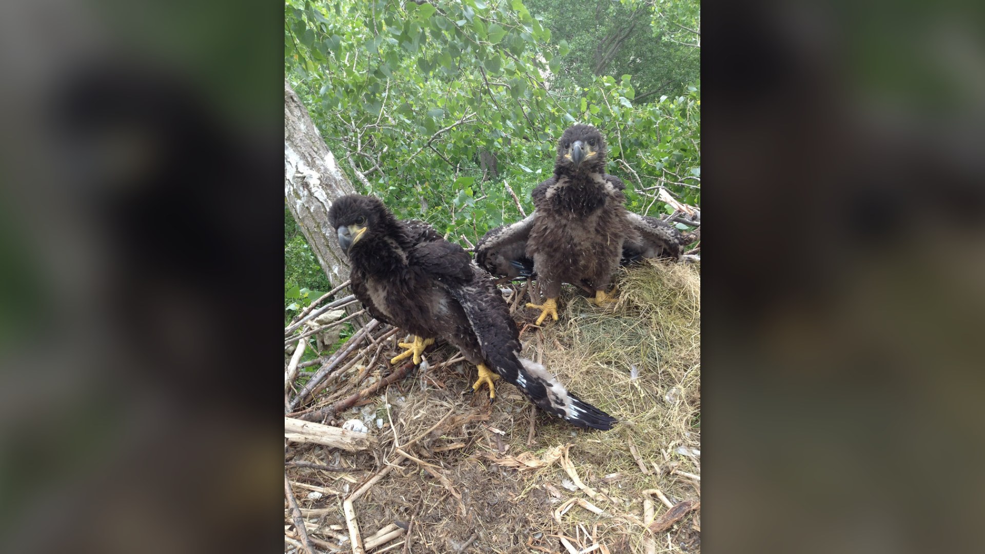 1. Bald Eaglets
