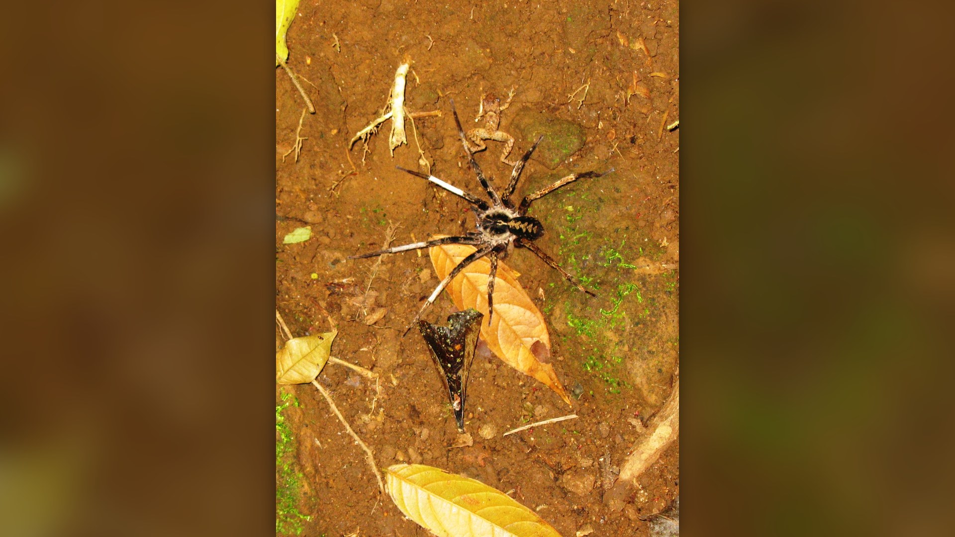 2. Giant Tarantula And Tiny Frog