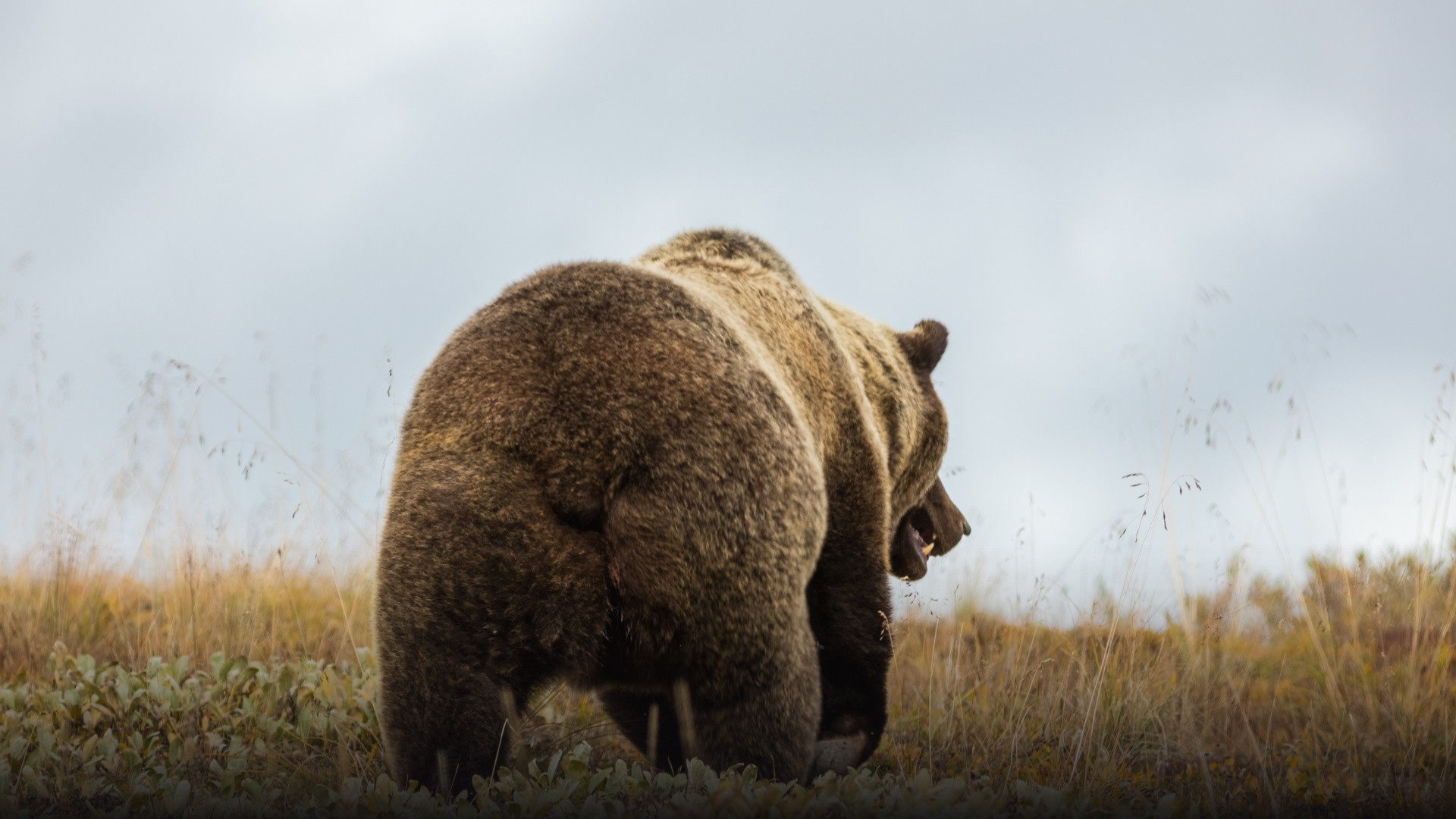 Massive grizzly bear with a prominent shoulder hump standing in the autumn tundra of Denali.