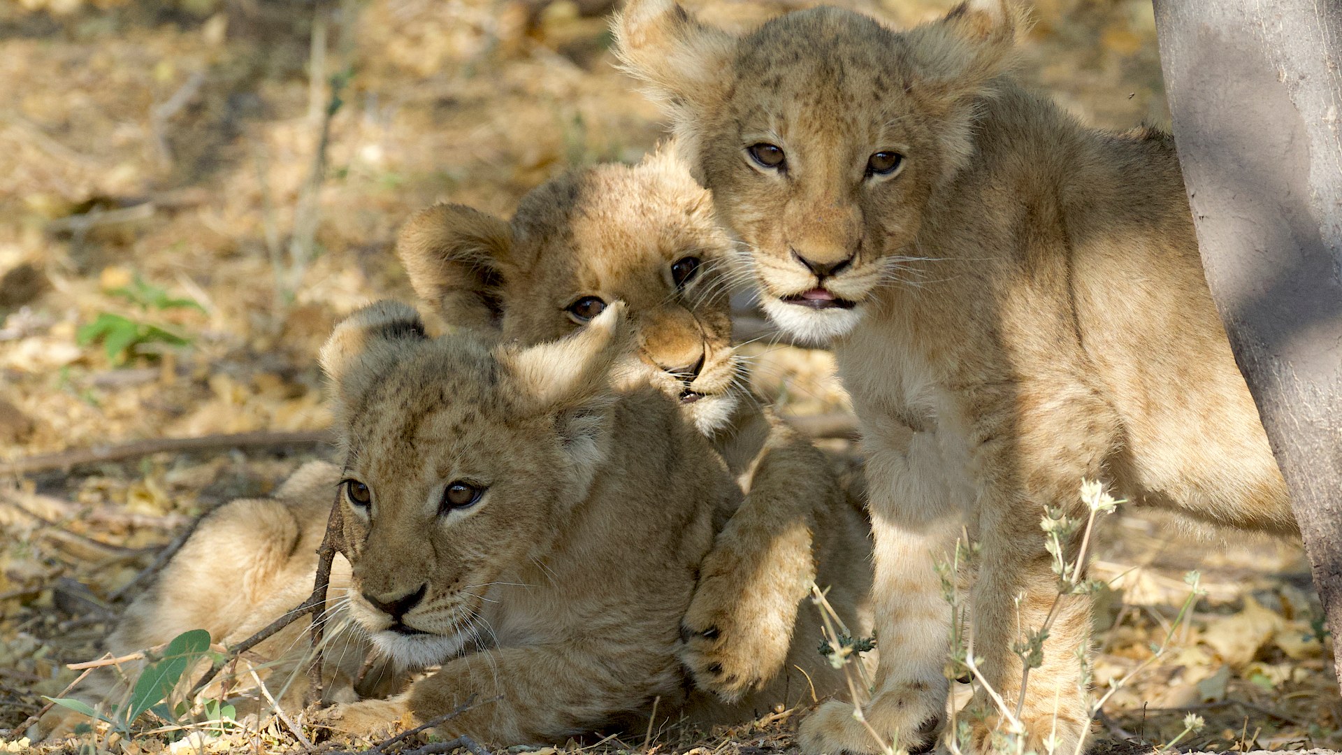 10. The Grim Infanticide Strategy