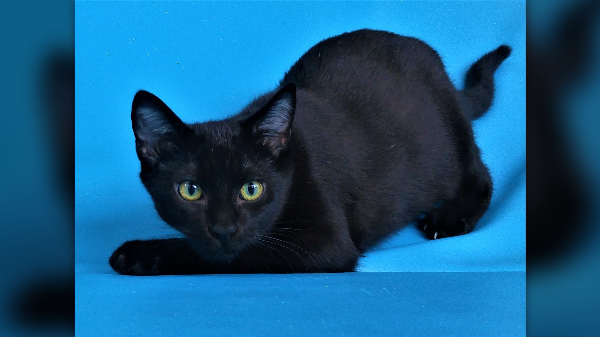 Black cat photographed against a bright contrasting blue blanket