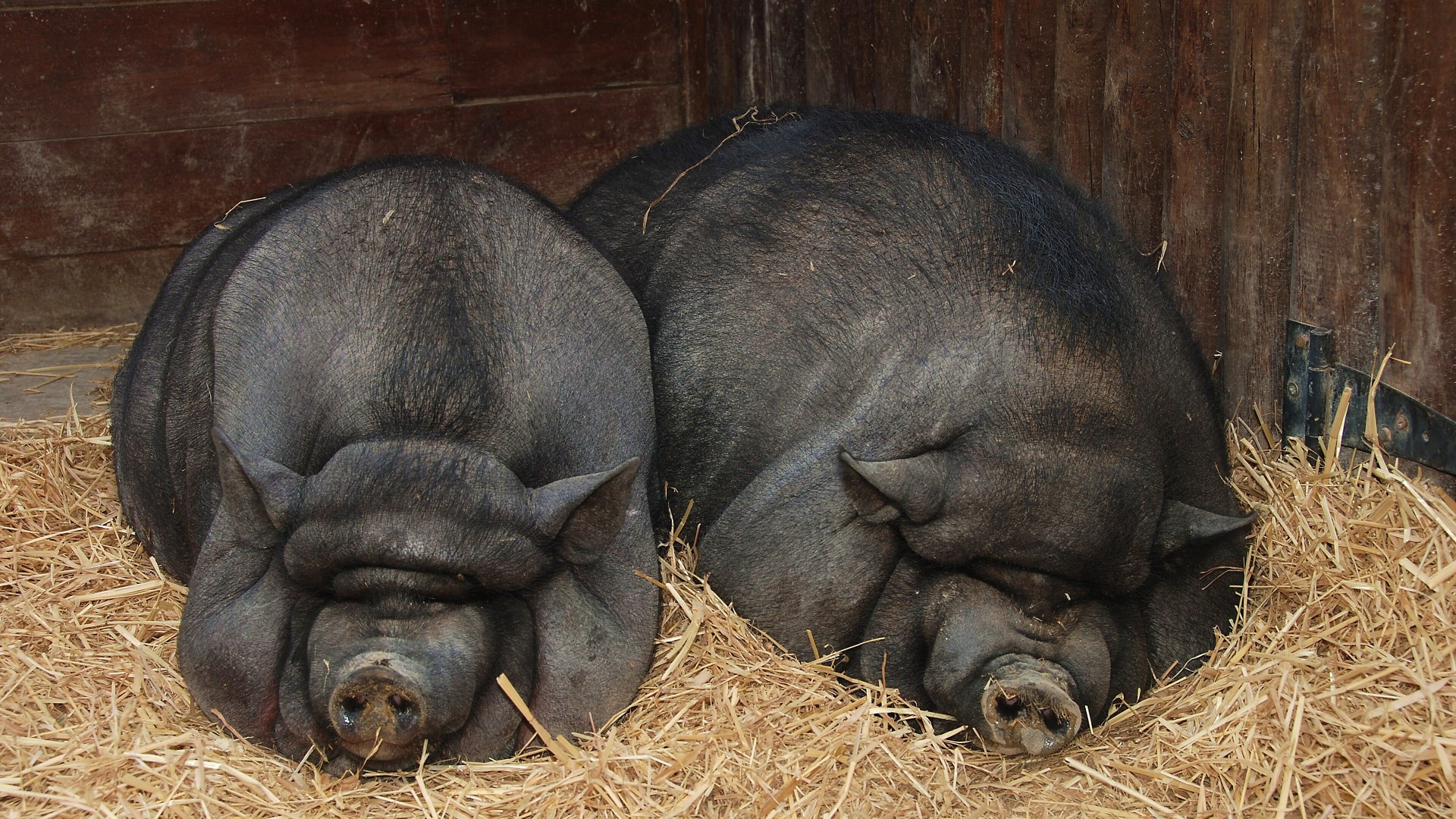 A pot-bellied pig resting peacefully