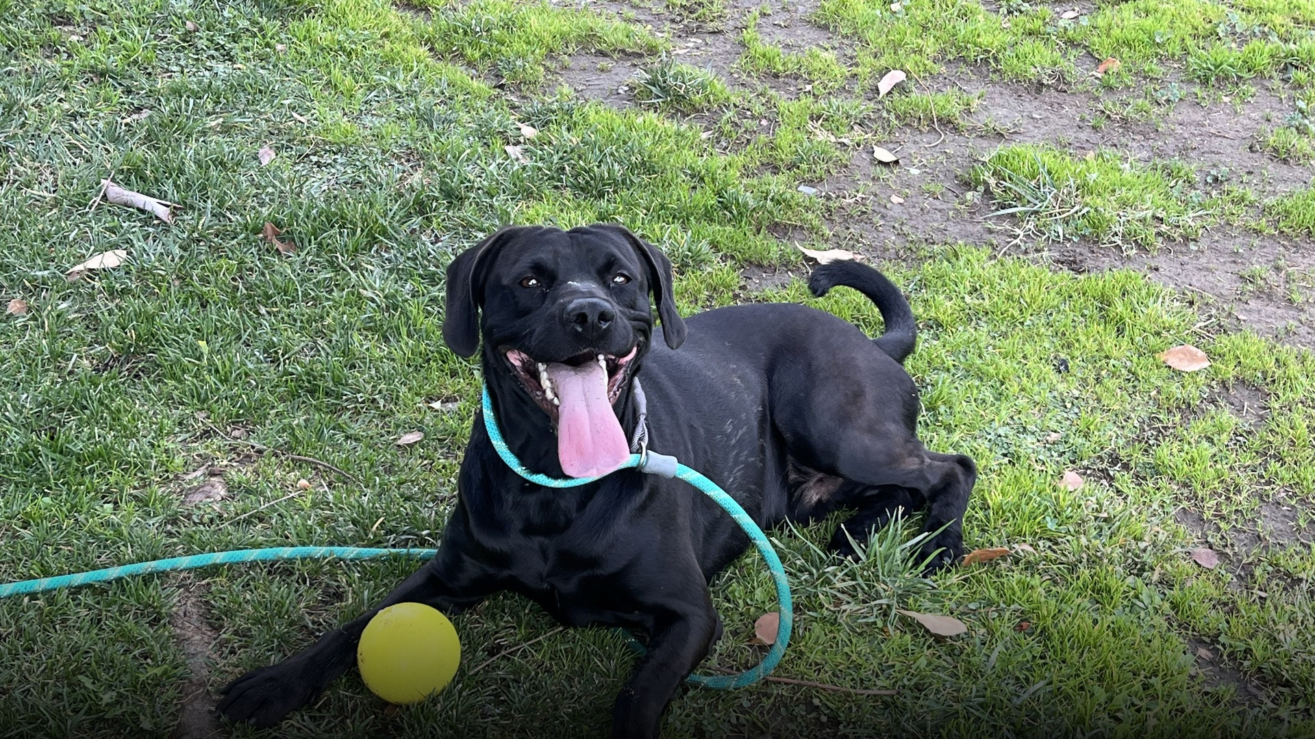 A black dog on green grass holding a bright yellow ball directly in its mouth.