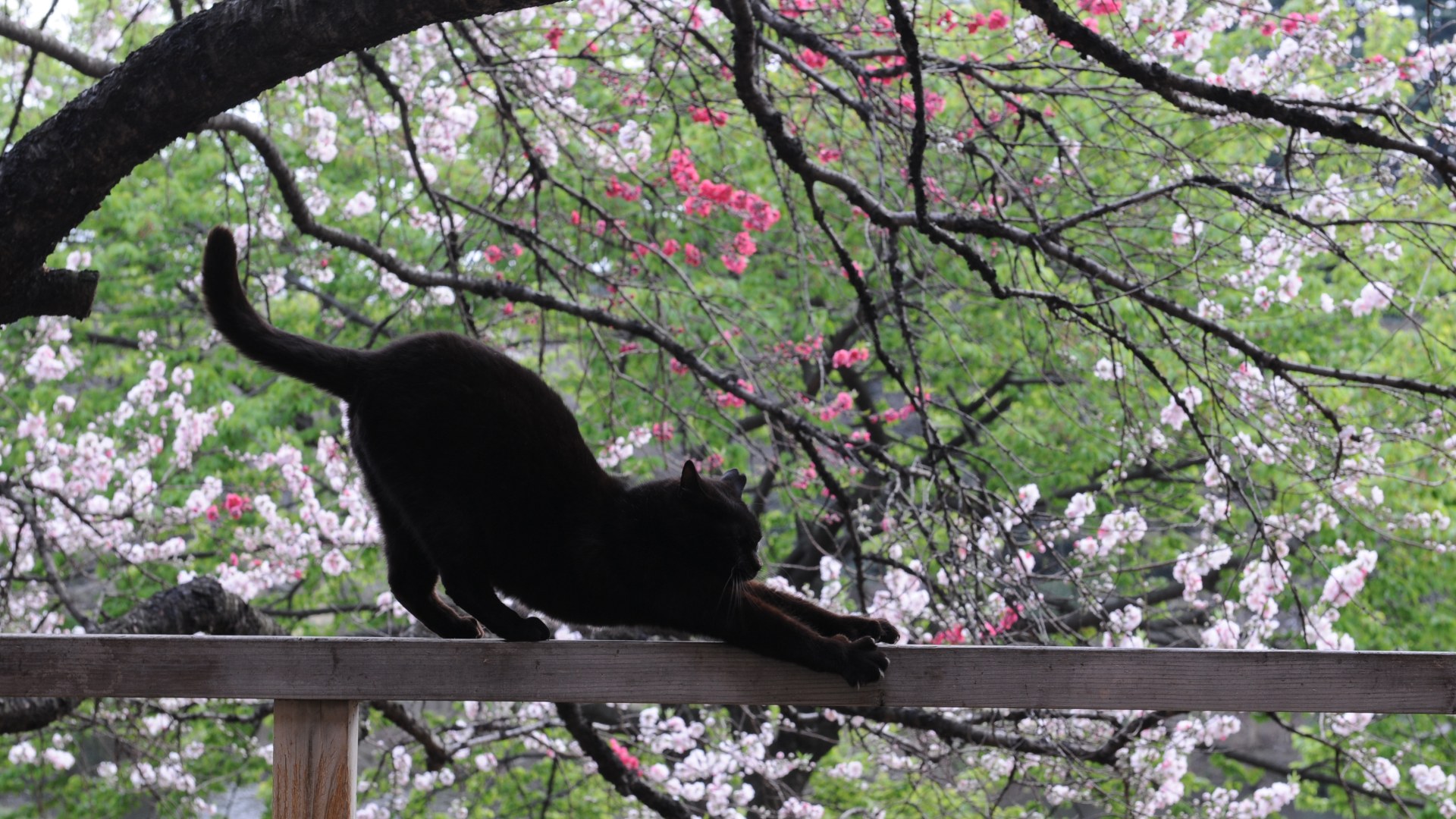 Black cat stretching on a railing beside blooming cherry blossom trees in Japan