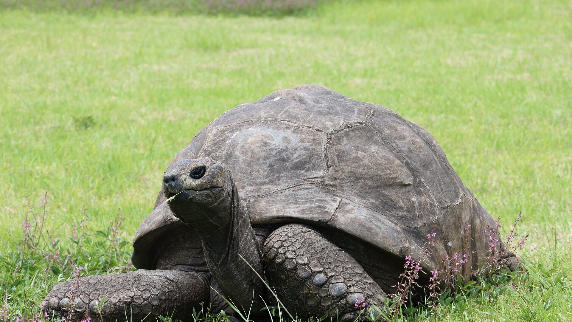 9. Giant Tortoise