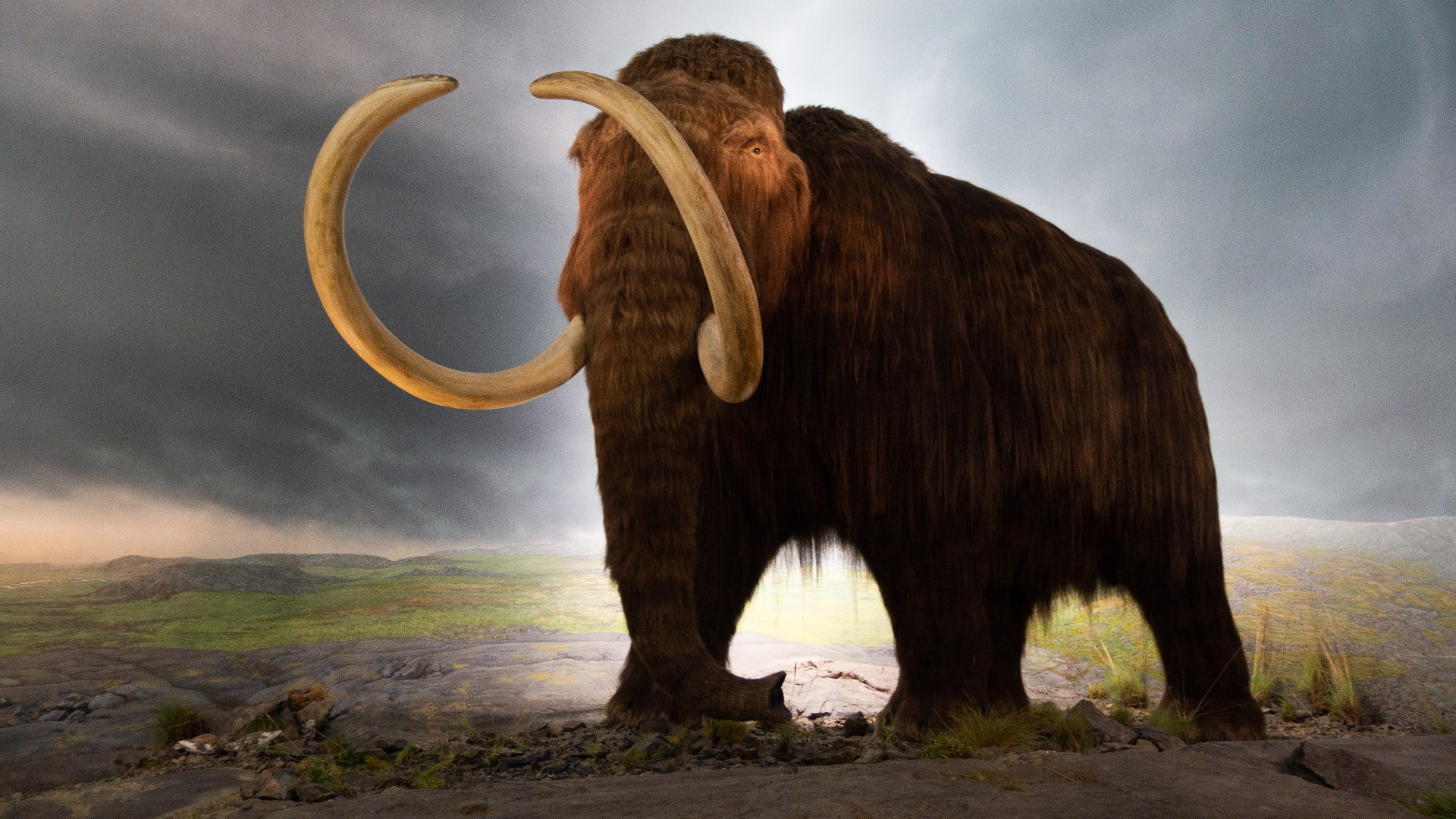 Full-scale Woolly Mammoth exhibit representing extinct mammoth DNA used in cultured meat