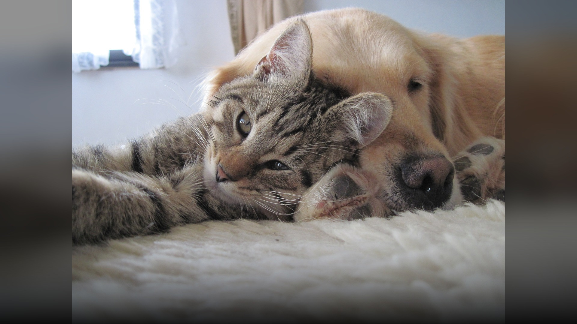 A cat and dog peacefully sleeping together touching closely in a cozy warm bed.