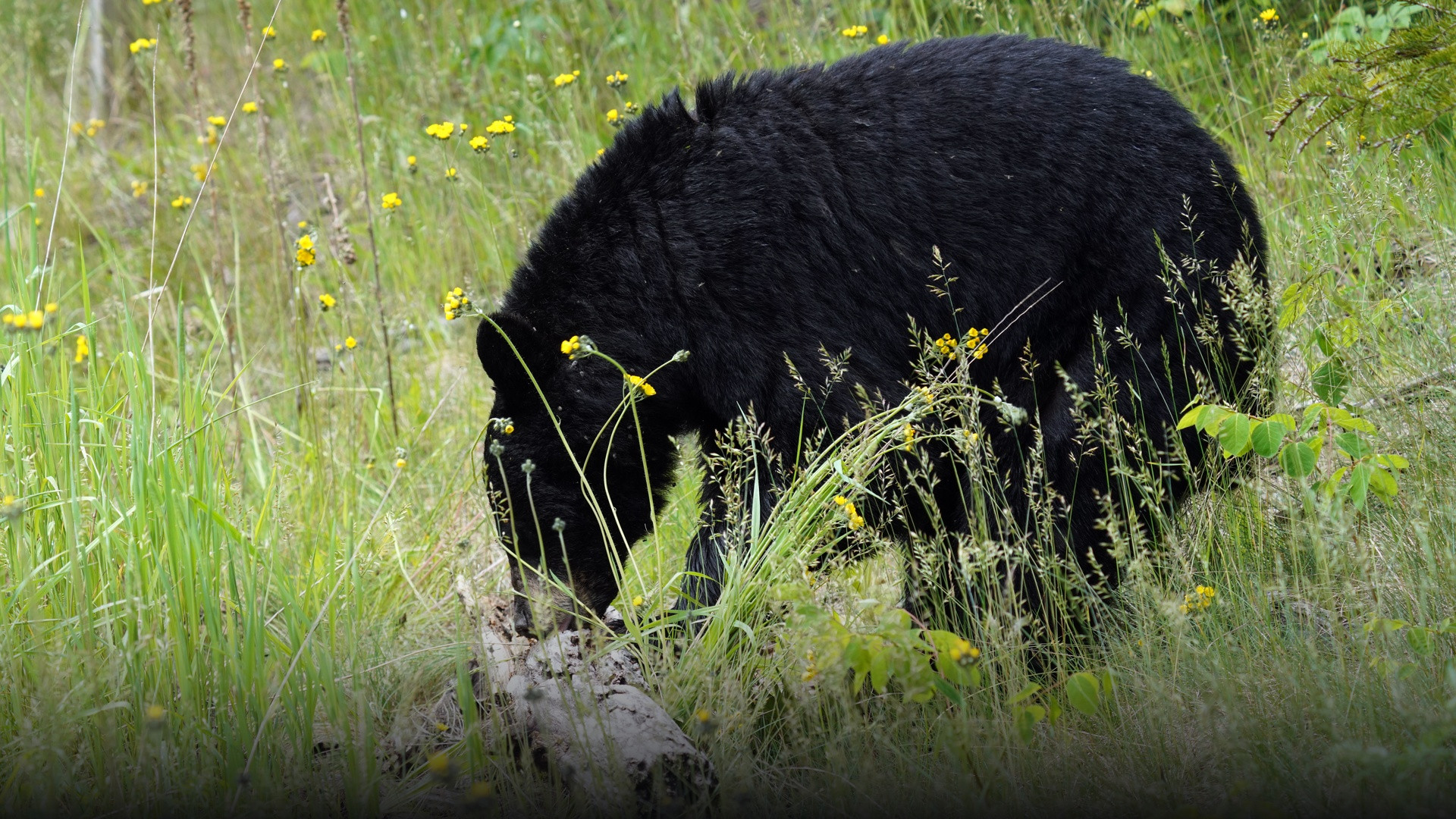 A massive, healthy wild black bear foraging actively in a sun-dappled woodland habitat.