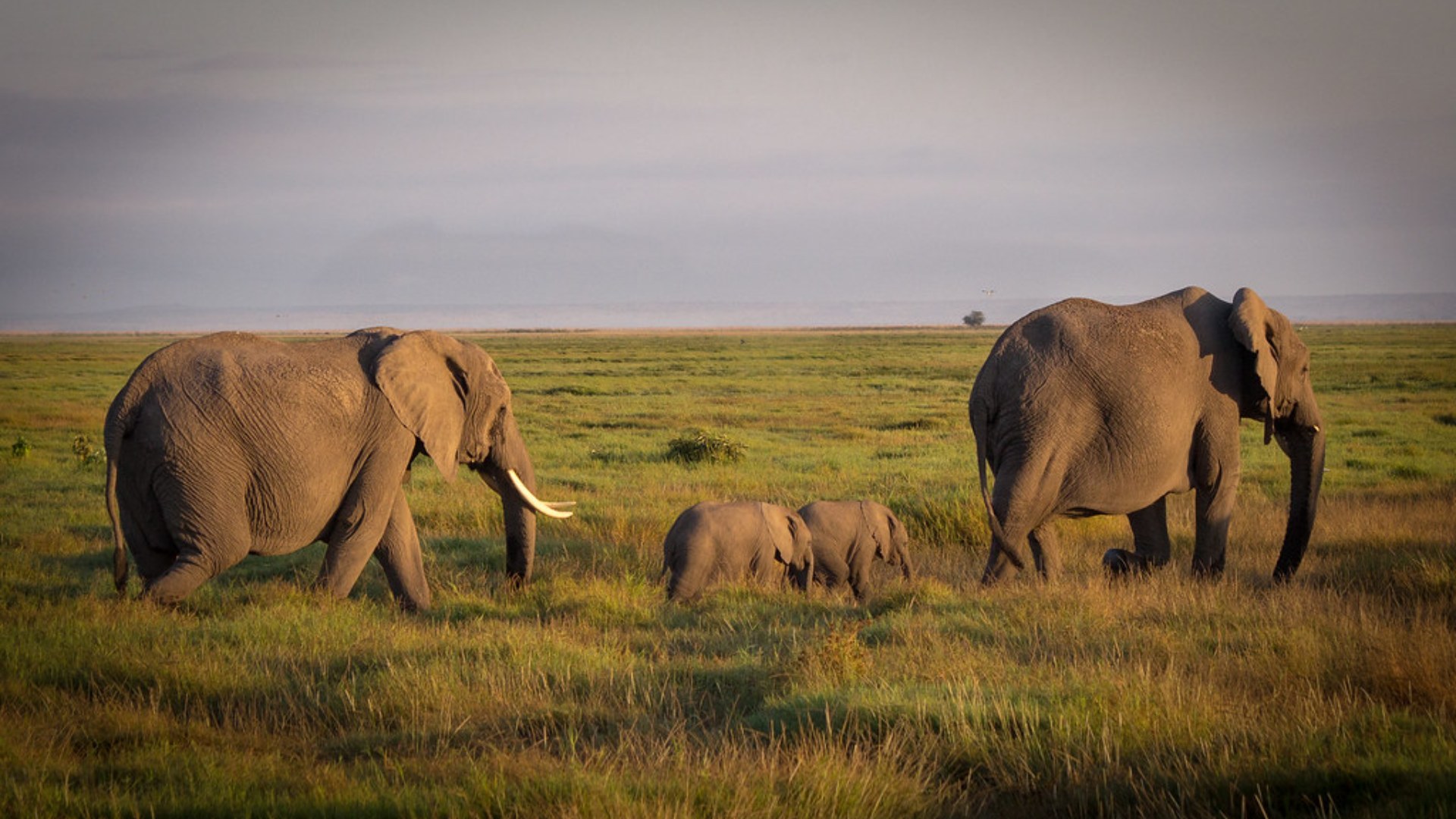 2. Elephants Grieve Their Dead For Years