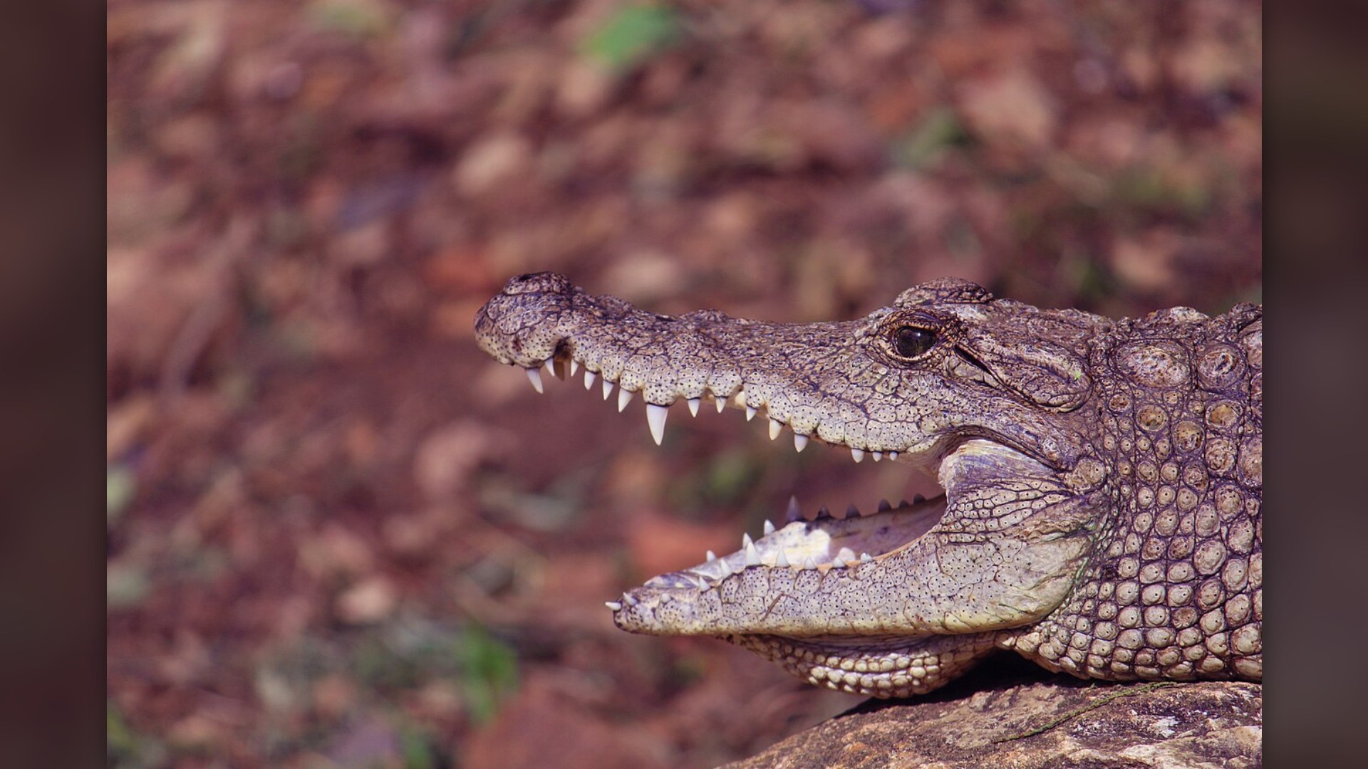 6. Nile Crocodile