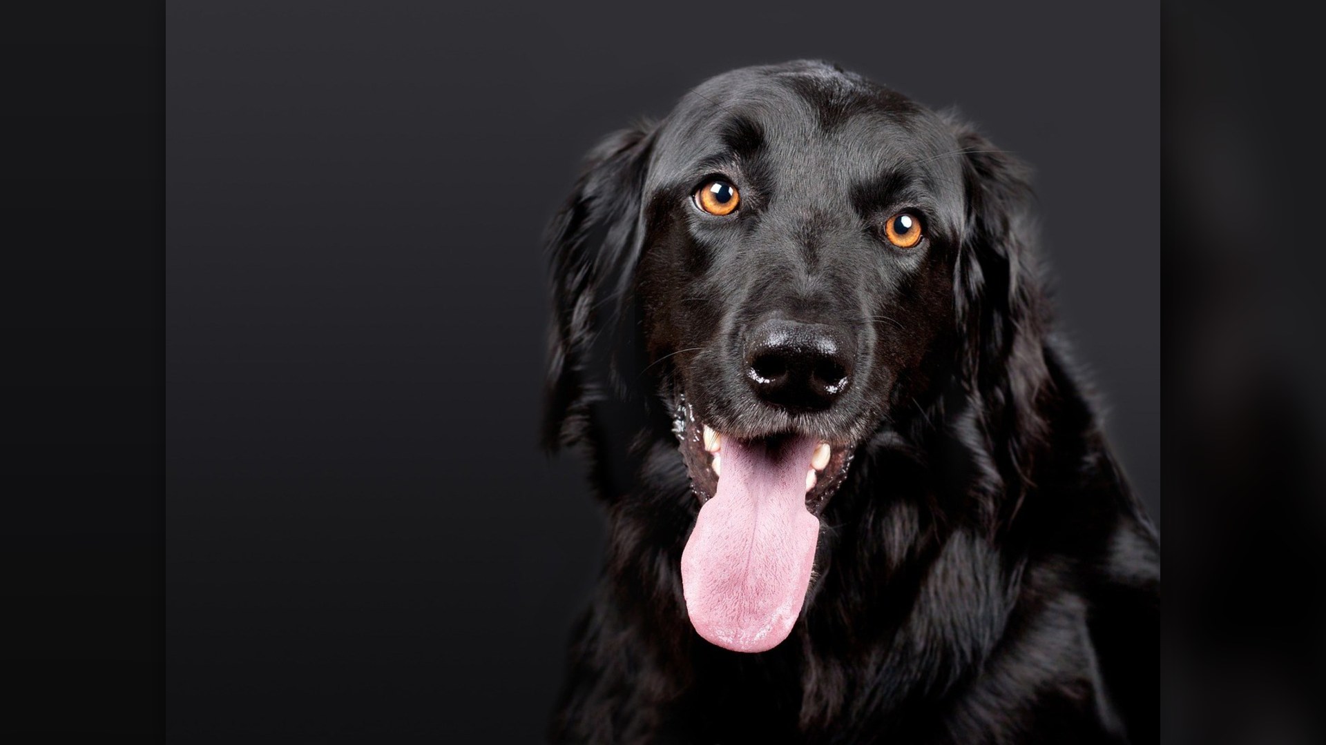 14. Persistent Coughing & Panting