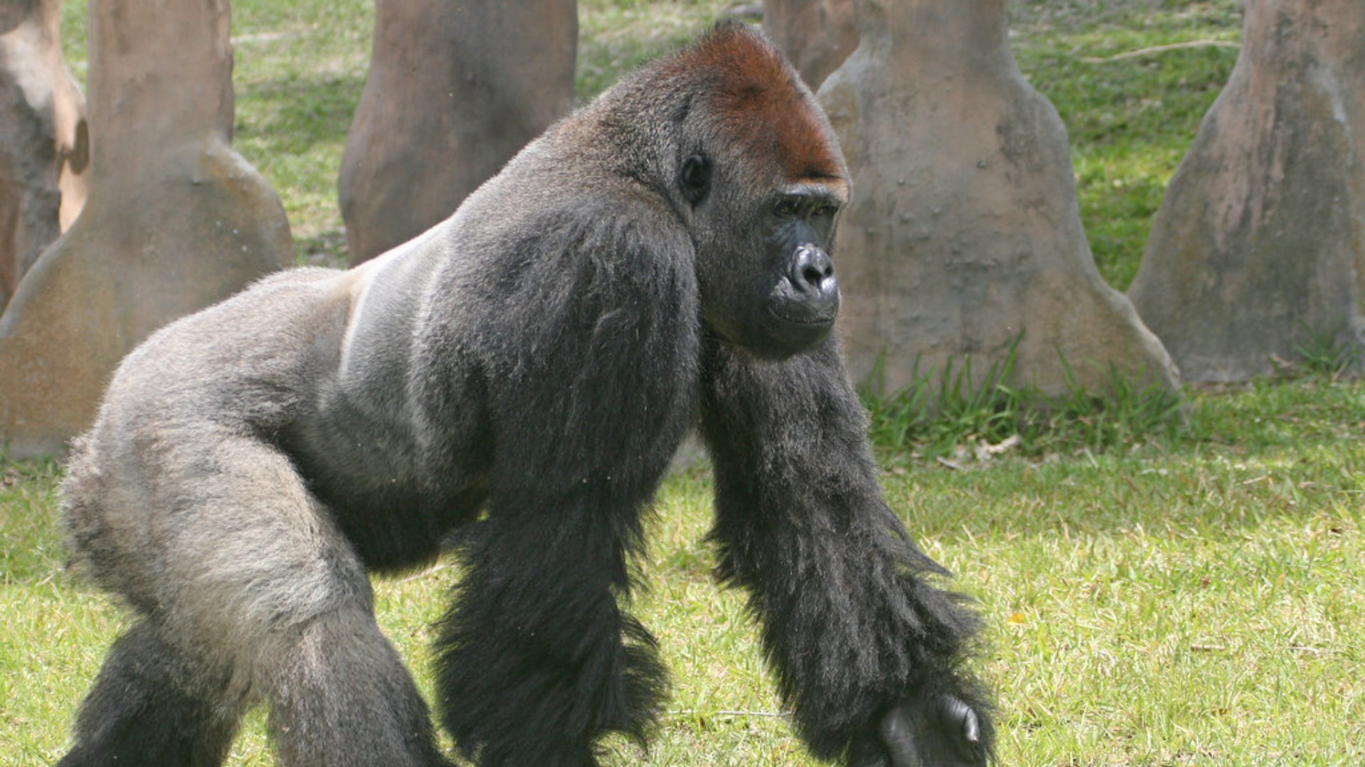 Silverback western lowland gorilla in Bristol Zoo with intense stare