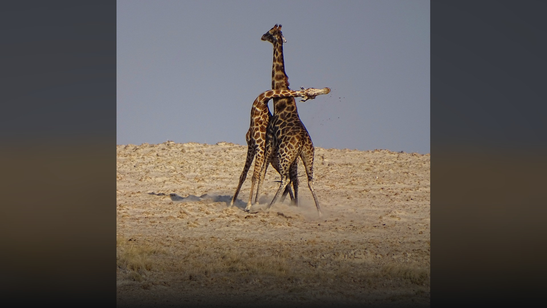 Two male giraffes swinging and intertwining their necks in combat in Etosha National Park.