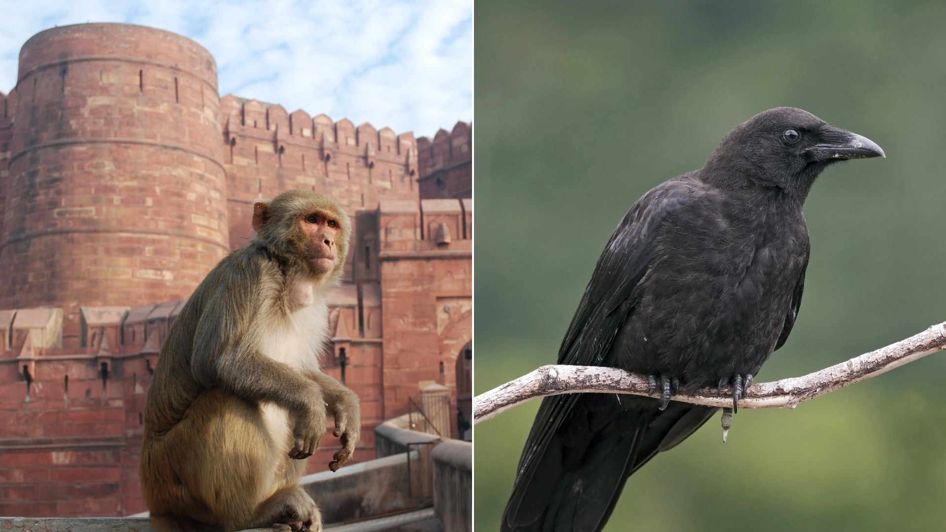 13 Times Animals Got in the Way of Important Searches
