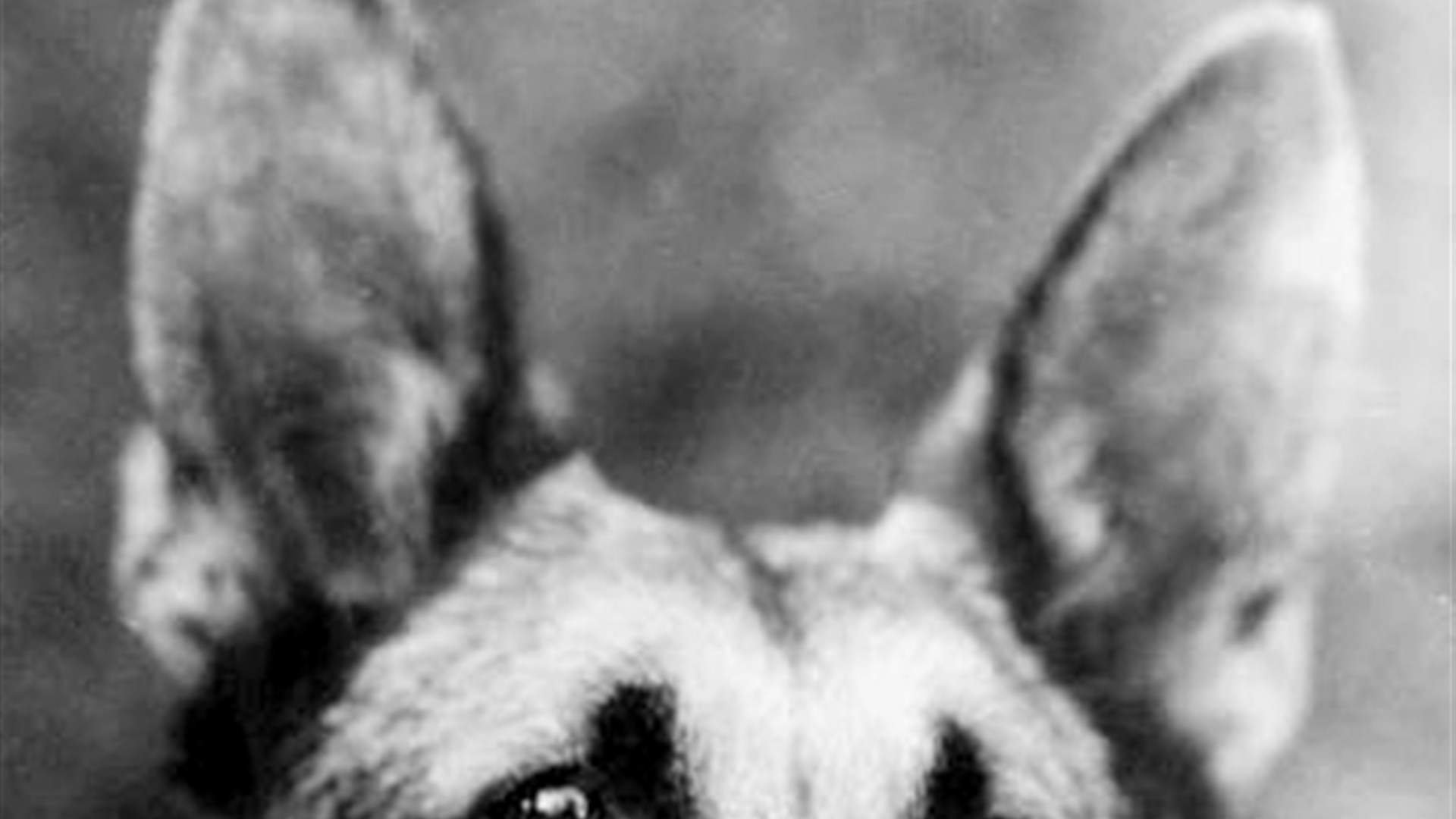 9. AKC Dropped German From Name