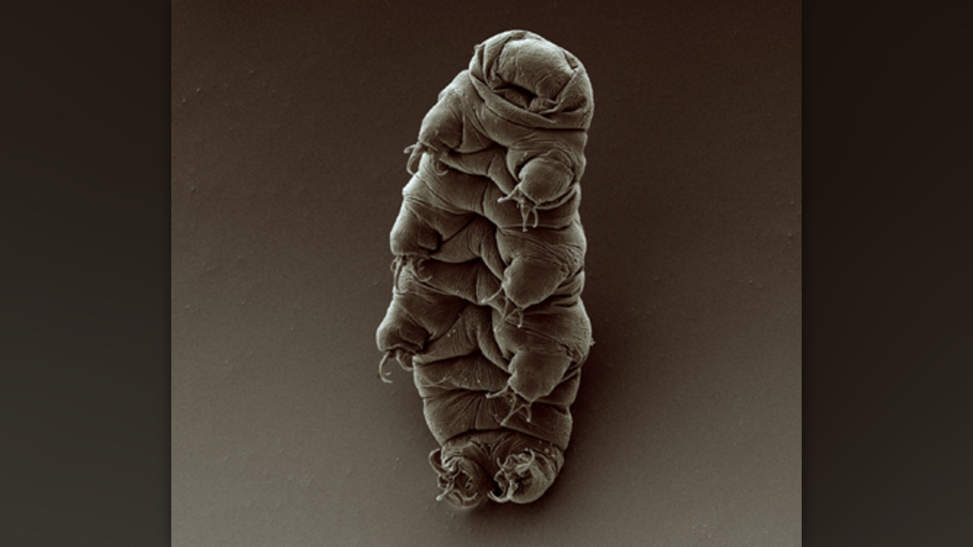 2. Tardigrade