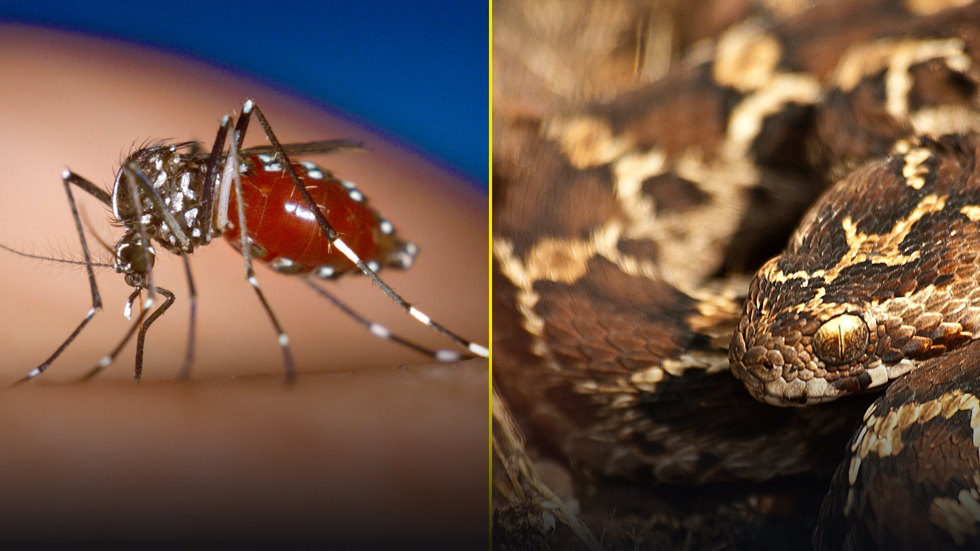 The 20 Deadliest Animals on Earth, Ranked
