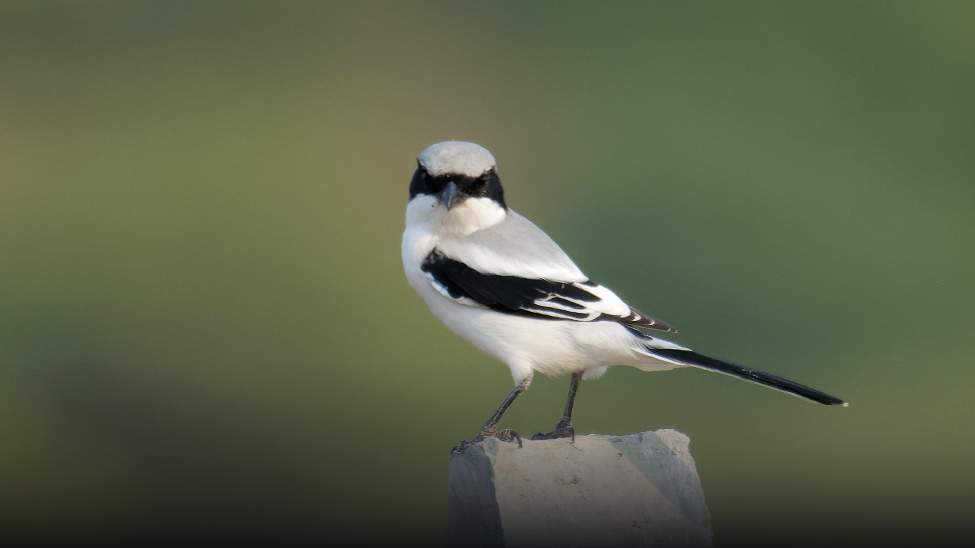 Great Grey Shrike, known as the butcherbird, perched with its hooked beak visible.