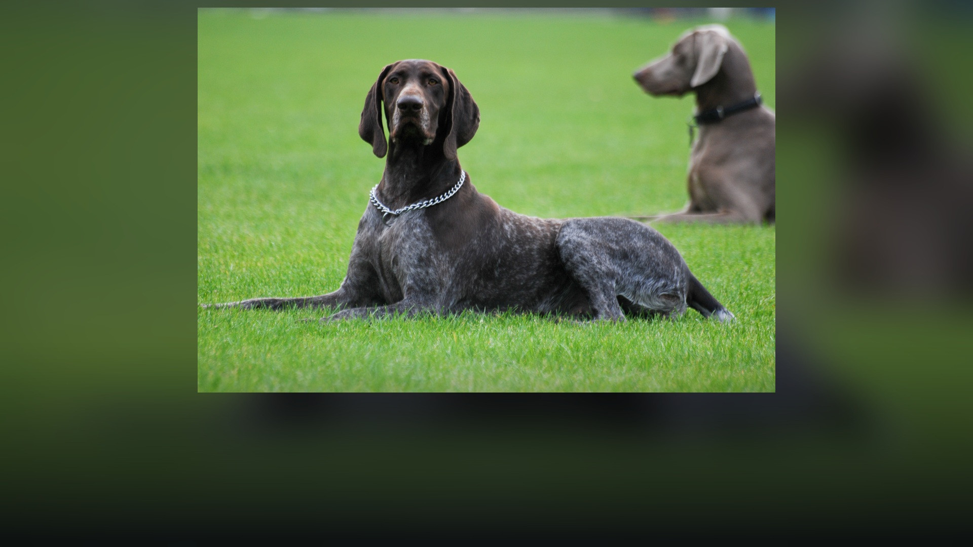 A German Shorthaired Pointer standing in athletic show pose outdoors.