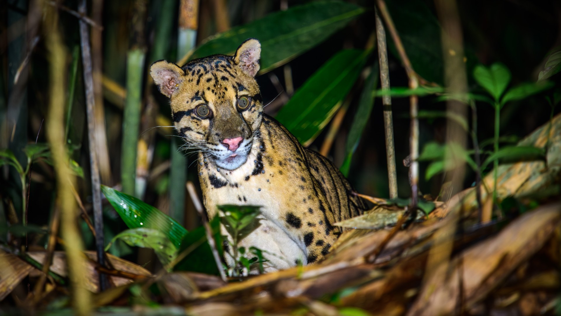 9. Clouded Leopard