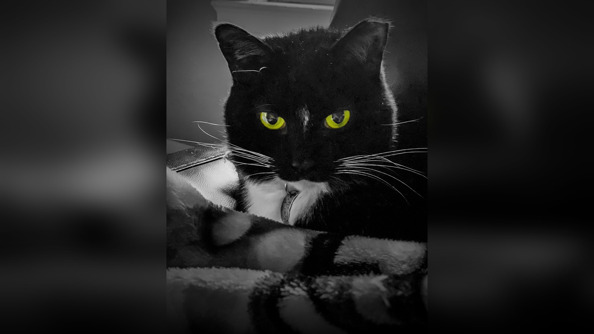 A sleek jet-black cat staring intently with piercing, glowing yellow eyes.