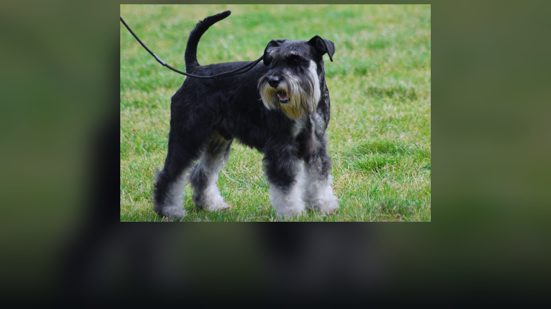 A Miniature Schnauzer standing in profile with standard groomed beard and eyebrows.
