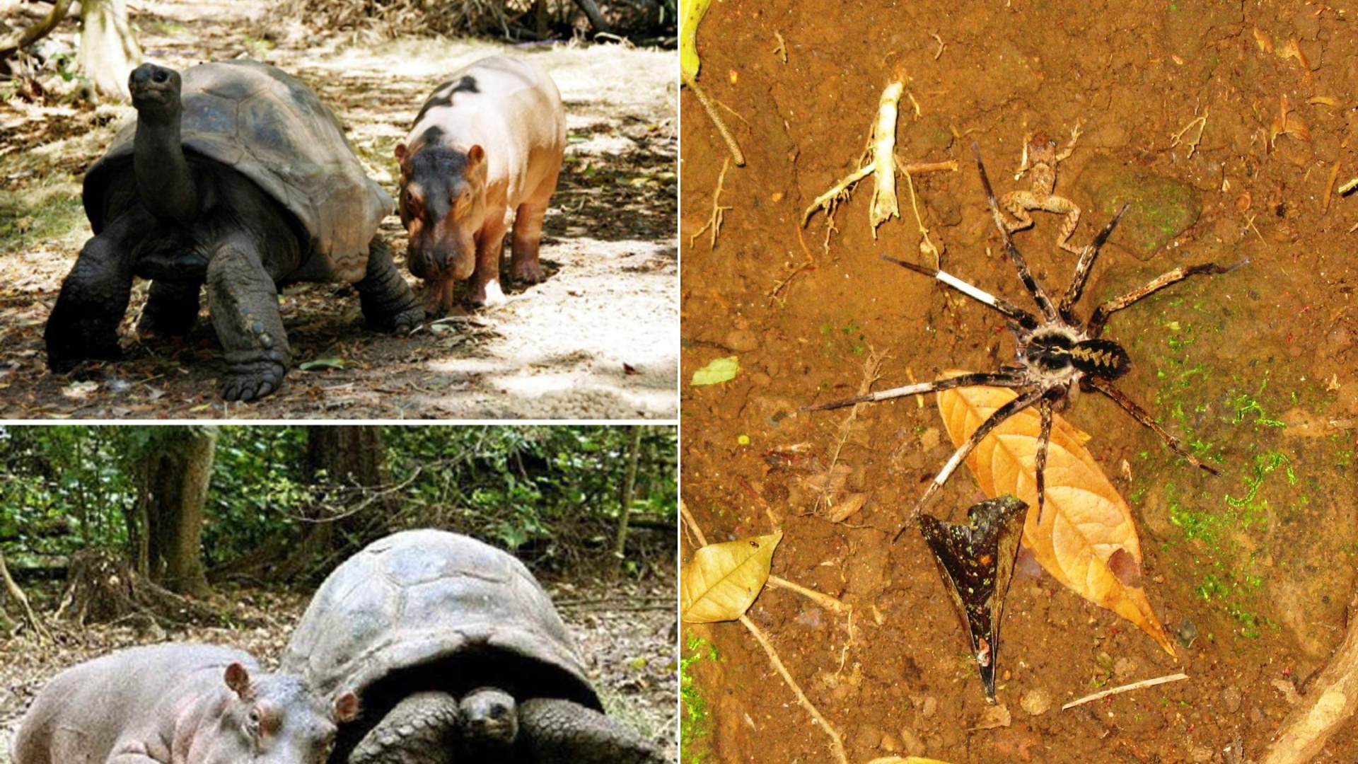 10 Questionable Wildlife Friendships