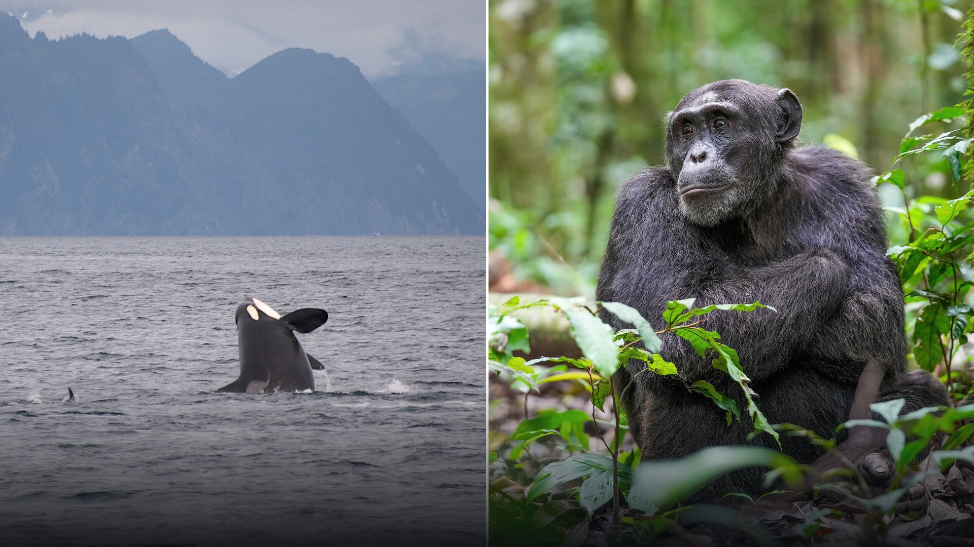 14 Animal Behaviors Biologists Completely Misunderstood