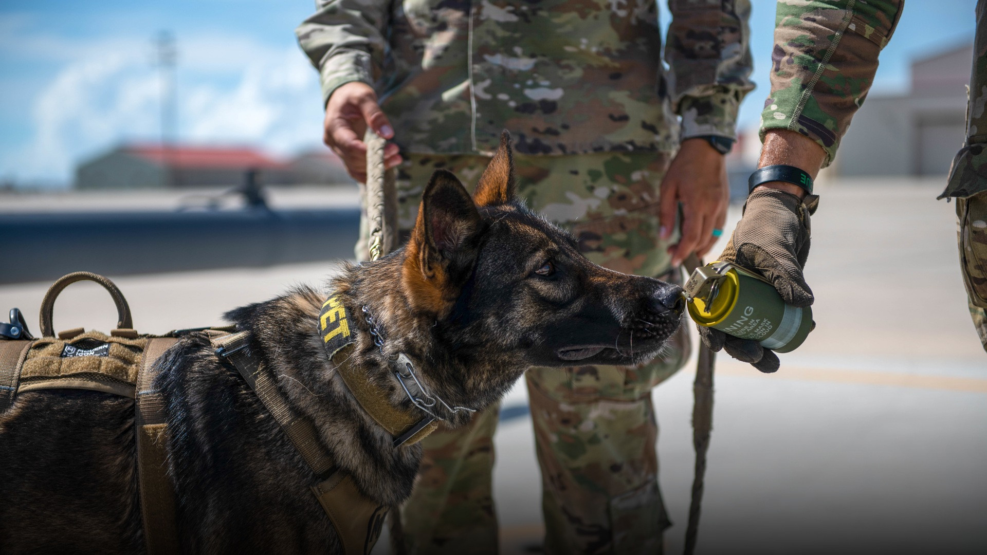 A military working dog training outdoors in tactical field conditions with keen olfactory focus.