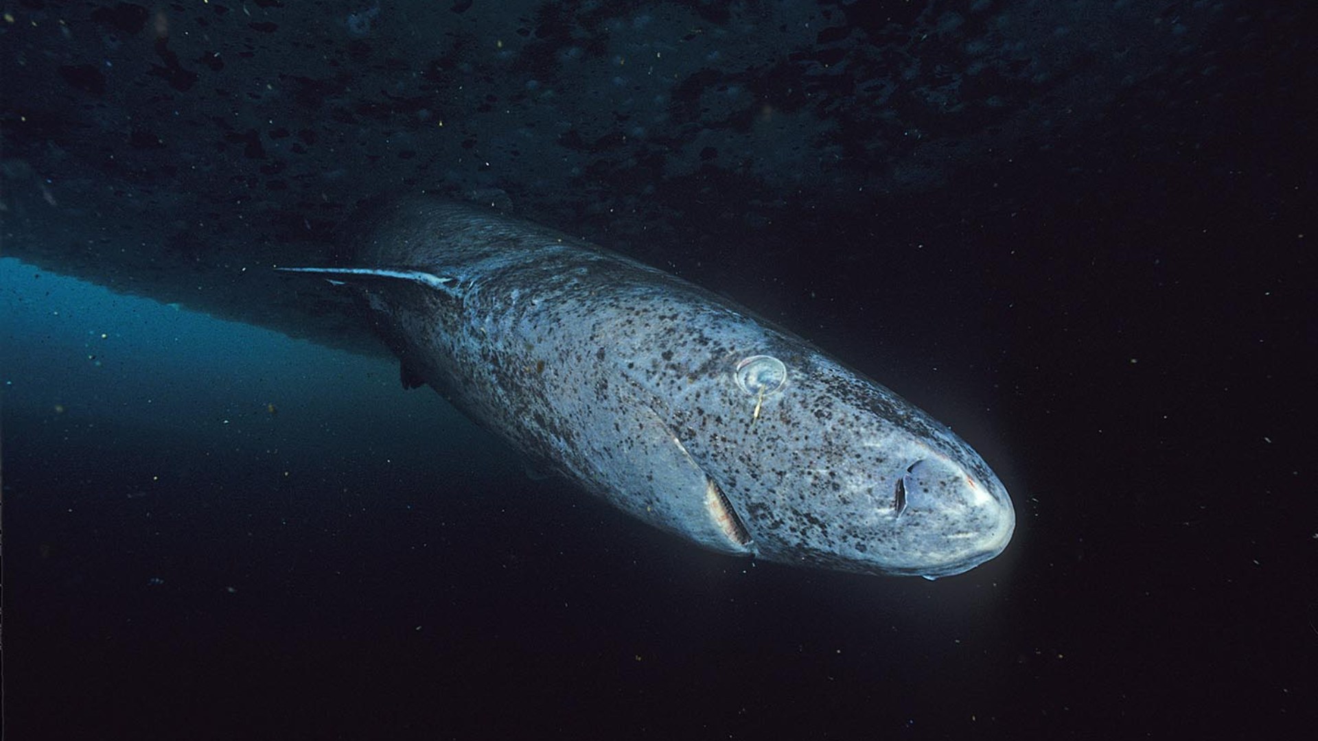 3. Greenland Shark