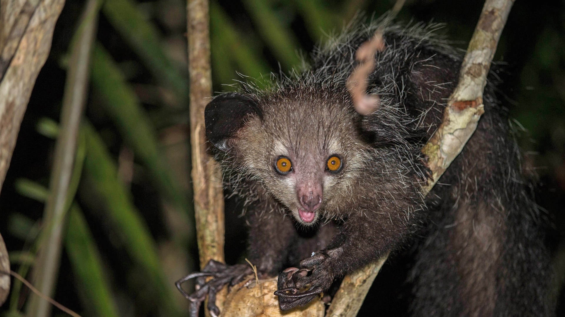 11. Aye-Aye