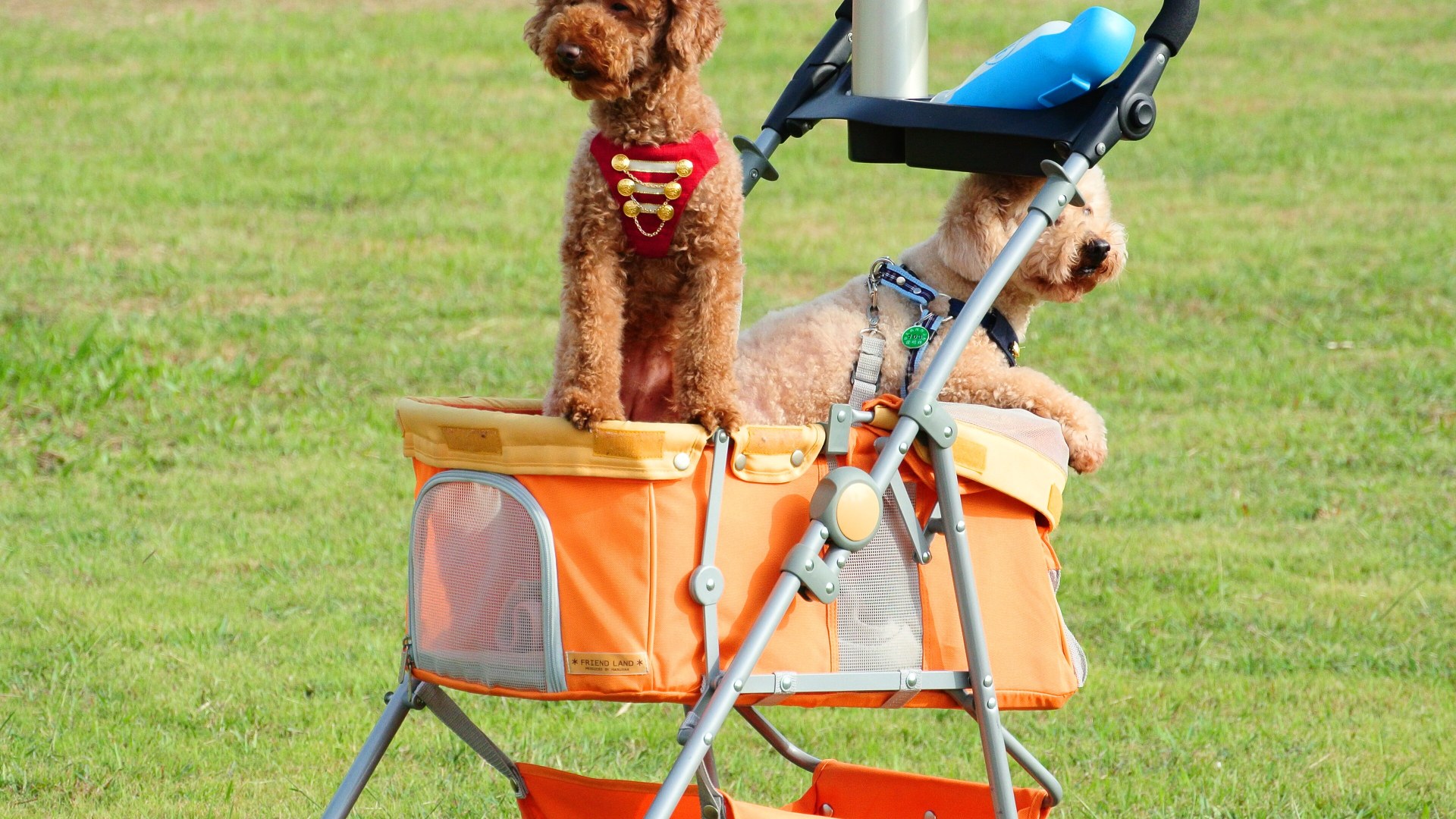 Senior dog riding inside a protective pet mobility stroller