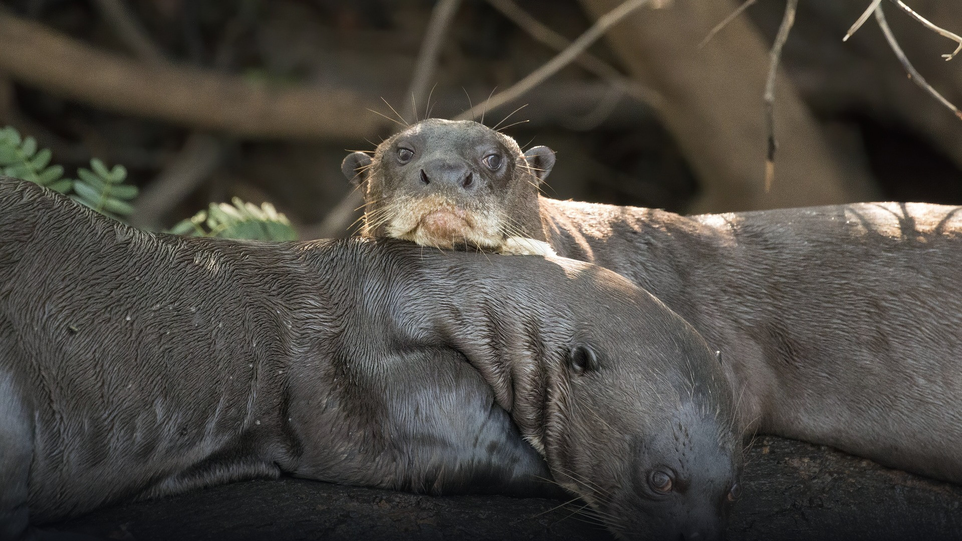 Wild giant river otters alert on a riverbank in the Pantanal, Brazil.