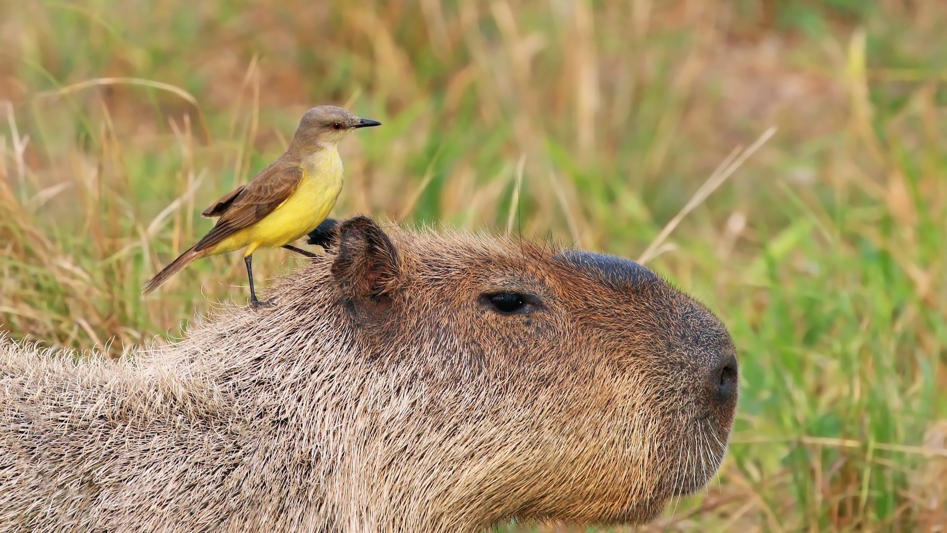 7. Capybara And Cattle Tyrant