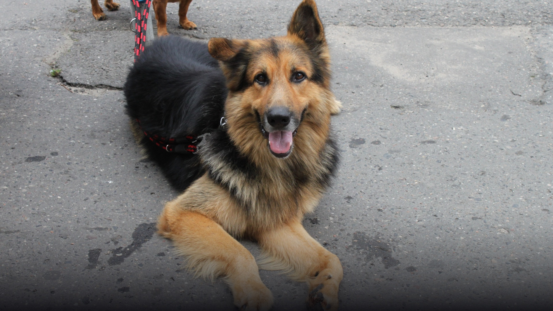 Large German Shepherd barking alertly with pointed ears and focused gaze.