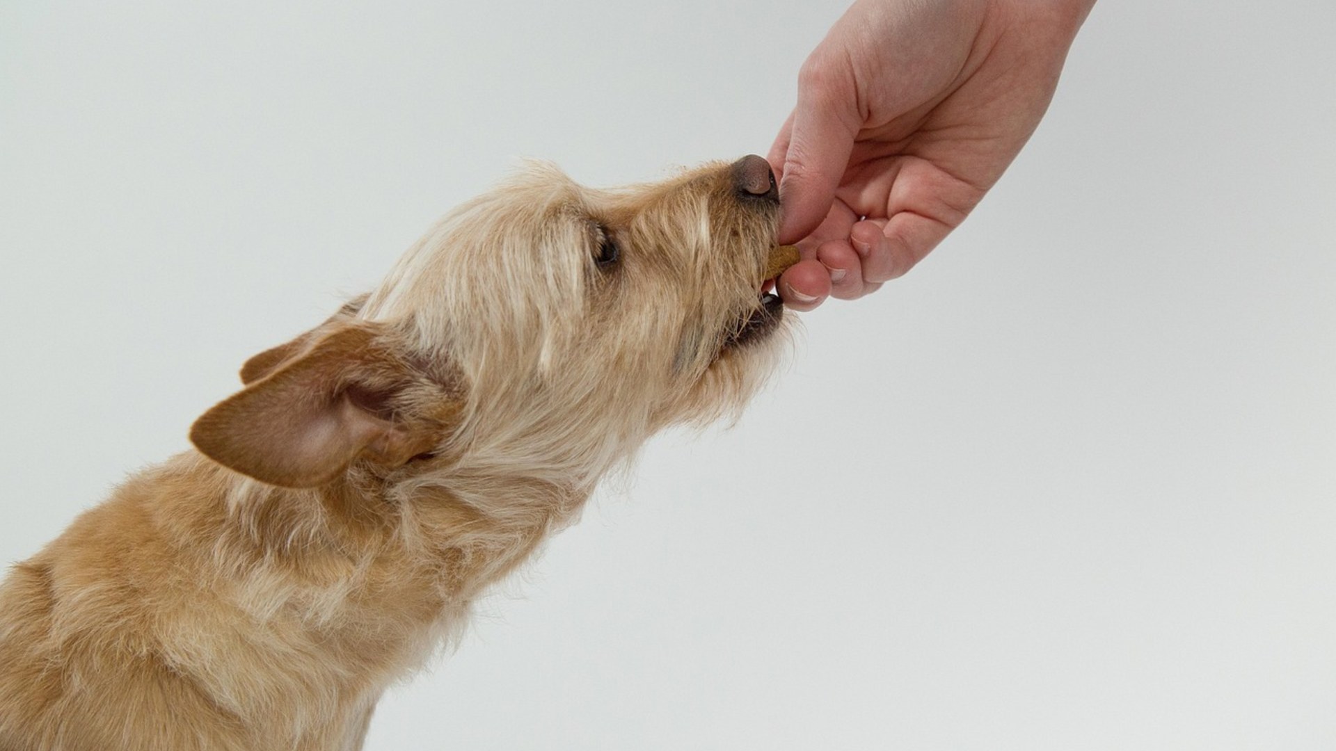 13. Master Stress-Free Medication Giving