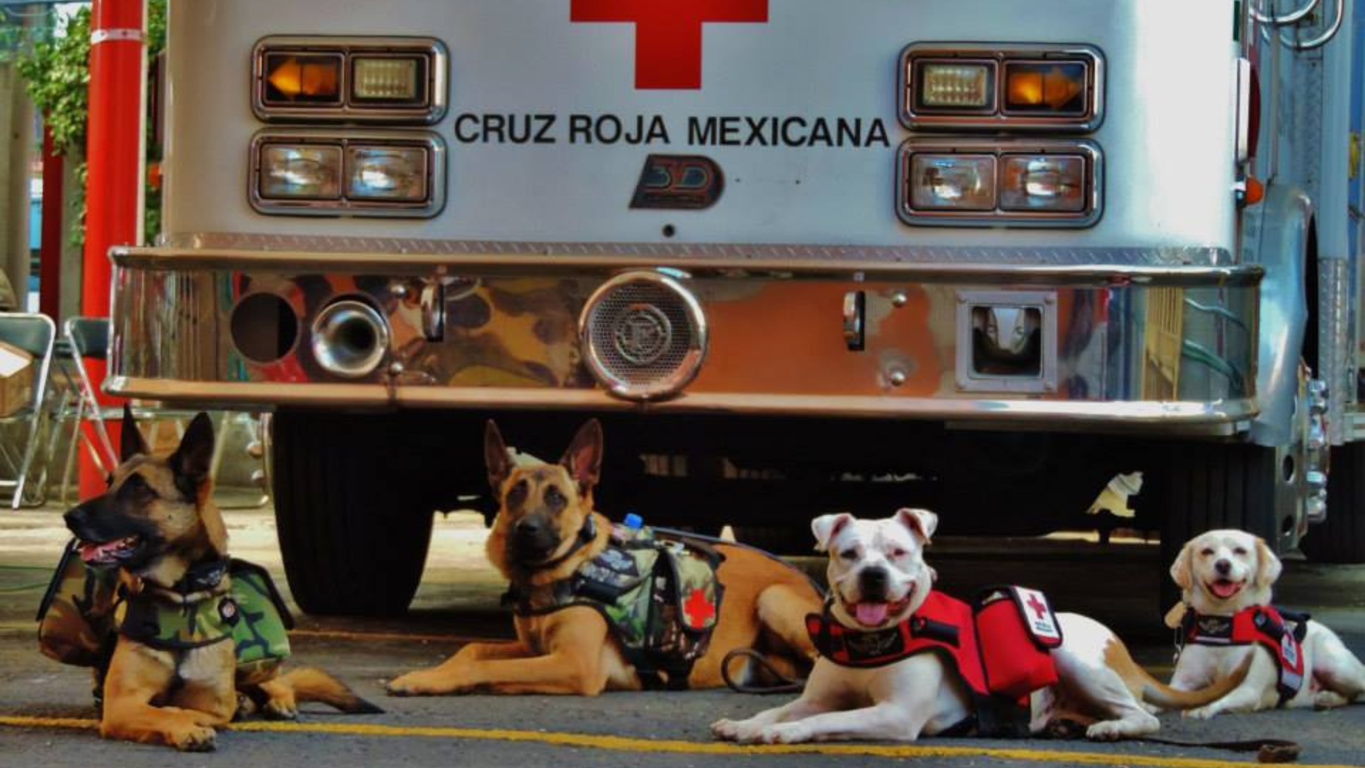 Search-and-rescue dog wearing MissionPet smart tactical vest and harness