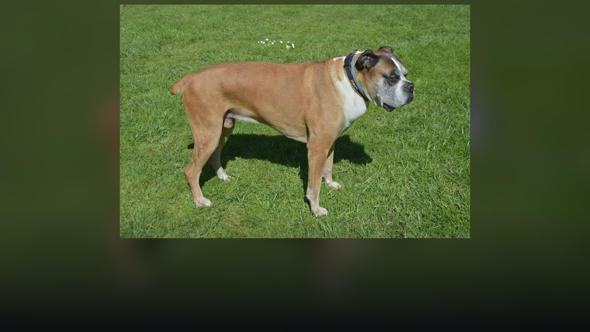 An athletic purebred Boxer standing alert outdoors on open green grass.