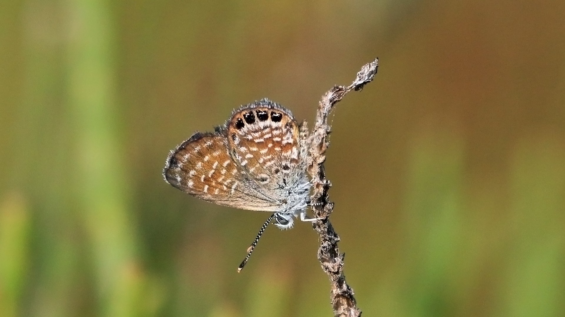 Western pygmy blue butterfly perching on vegetation