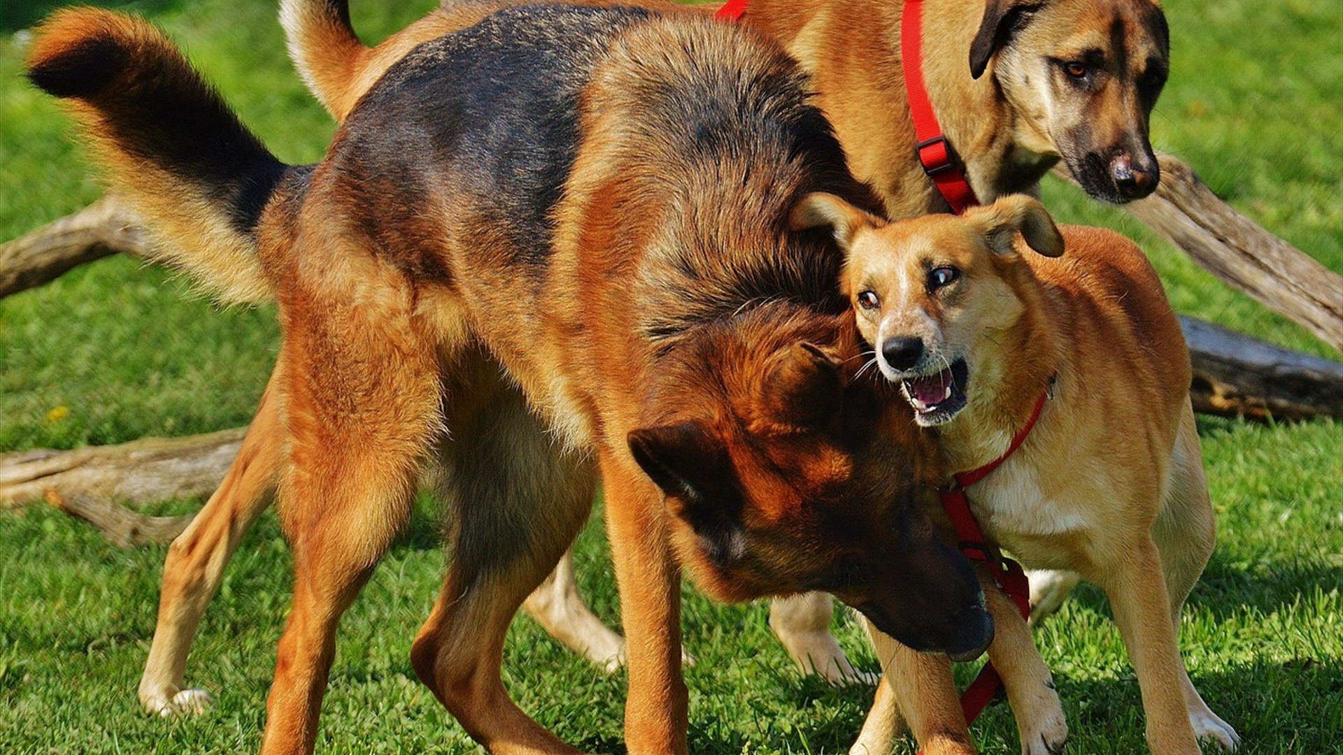 5. Doggy Daycare And Social Clubs